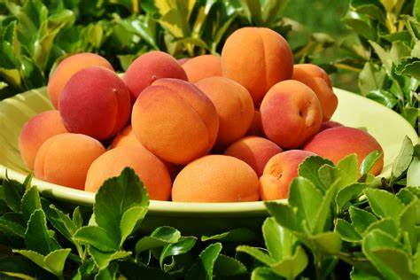what are the benefits of apricots